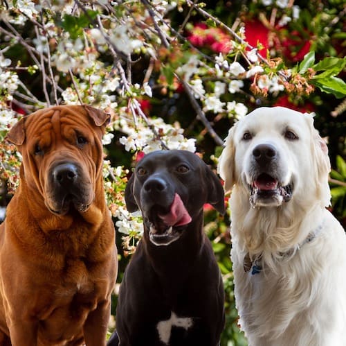 Boef, Milo and Benje are always in for some cuddles